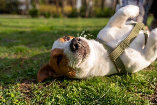 Chien heureux dans la nature