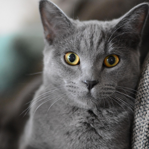 Croquettes Chat Sensible